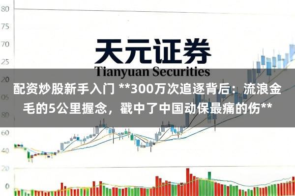 配资炒股新手入门 **300万次追逐背后：流浪金毛的5公里握念，戳中了中国动保最痛的伤**